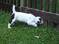 Welpen von den Linden