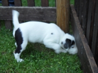 Welpen von den Linden