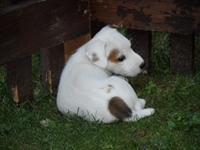 Welpen von den Linden