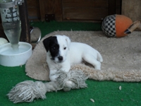 Welpen von den Linden