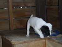 Welpen von den Linden