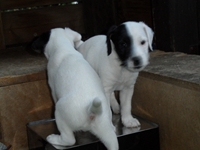 Welpen von den Linden