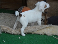 Welpen von den Linden