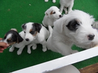 Welpen von den Linden