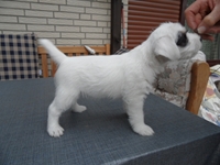 Welpen von den Linden