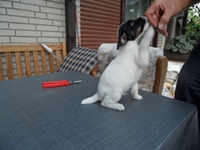 Welpen von den Linden