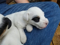 Welpen von den Linden