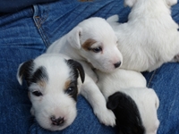 Welpen von den Linden