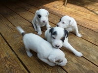 Welpen von den Linden