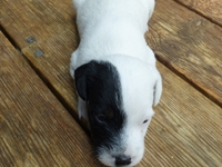 Welpen von den Linden