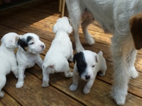 Welpen von den Linden