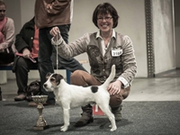 Cudweed's Lancelot im Ausstellungsring